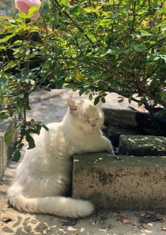 SM新人アイドル🍀