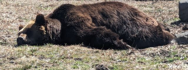 黒川さんの壁紙画像