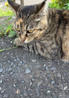 雑談みたいなのさせてください、、！