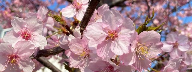 たんたんめぇん@眠いさんの壁紙画像