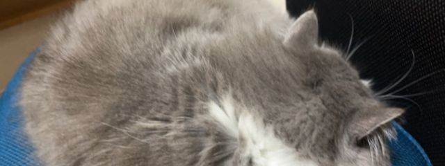 ちぎさんの壁紙画像