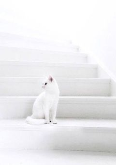 お と も だ ち 探 し 𓂃 🕊 𓈒𓏸◌
