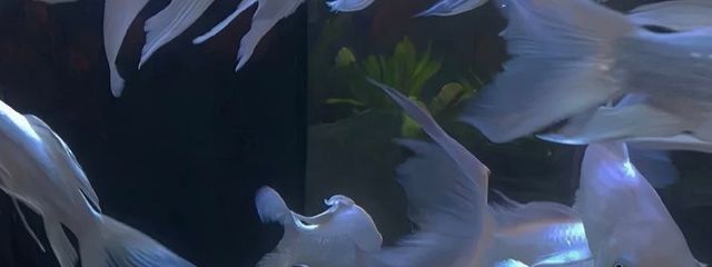 Ｙさんの壁紙画像