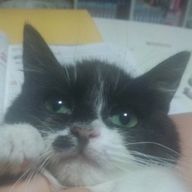 GENEちゃんさんのアイコン画像