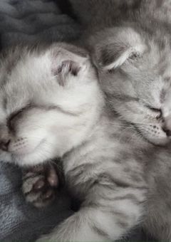 どうして俺が…！？