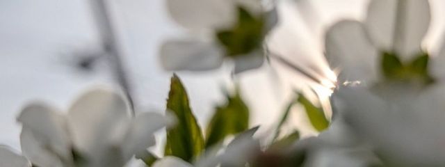 舞 @ペア画中！ さんの壁紙画像