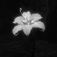 臣さんのアイコン画像