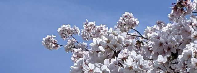 桜空さんの壁紙画像