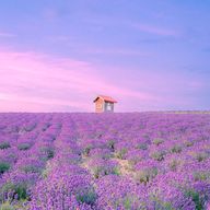 世界は豆腐でできているさんのアイコン画像