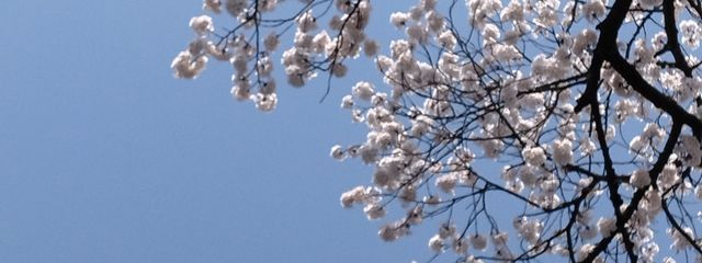 桜音そよ@🤪💙🦁💛推しさんの壁紙画像