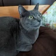 まいねこさんのアイコン画像