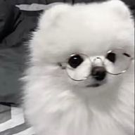 Rina🐨🤖さんのアイコン画像