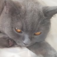 あんみつ🎼🍍さんのアイコン画像