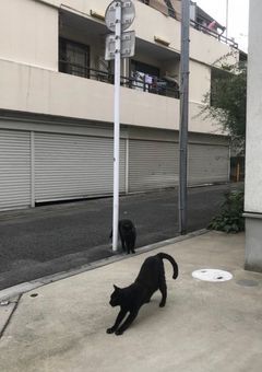   　 　 軍 人  ボ デ ィ ガ ー ド  