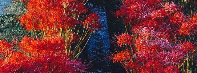 サキ（お腐れ様）さんの壁紙画像