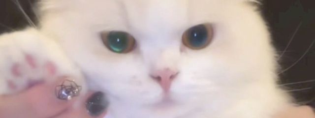 とーかちゃん @ 低浮界隈さんの壁紙画像