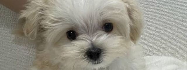 美垂らしだんごさんの壁紙画像