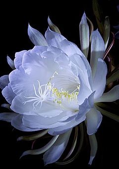 【旧mm】月下美人