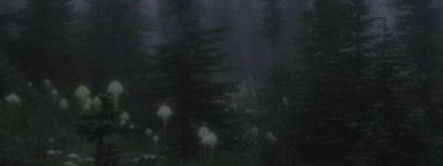ナビ🦋🐈‍⬛さんの壁紙画像