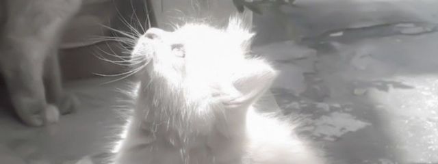 ねこ.さんの壁紙画像