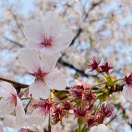 しゃけとかトゲとか？さんのアイコン画像