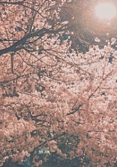 桜が全て舞う前に《 1 》〈修正中〉