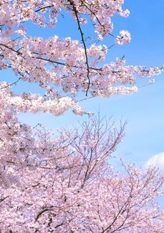 桜が全て舞う前に__《2》