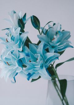 【 irxs 】M a d e l e i n e .