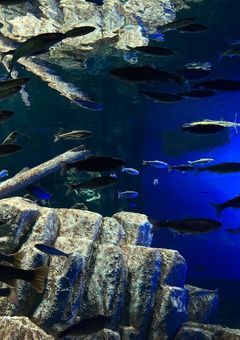 不気味な水族館の中の奴らに好かれてます 【三周年目全公開