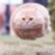 あんこスター    亀更新さんのアイコン画像