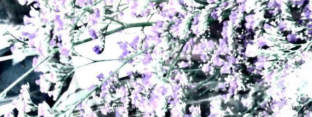 翠音さんの壁紙画像