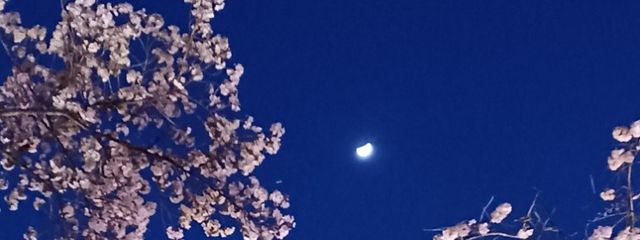 夜桜舞姫さんの壁紙画像