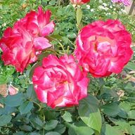 ヒマアリさんのアイコン画像