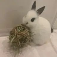 おもち🍈🎲さんのアイコン画像