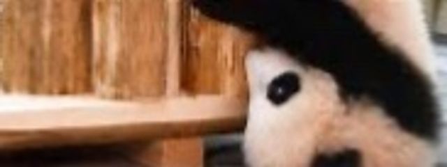 ぱんださんの壁紙画像