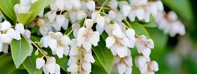 アグロ ⌒ #A_96の想像世界さんの壁紙画像