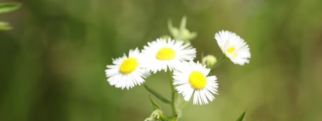 おもちさんの壁紙画像