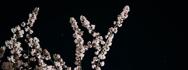宵束　(´・ω・｀)さんの壁紙画像