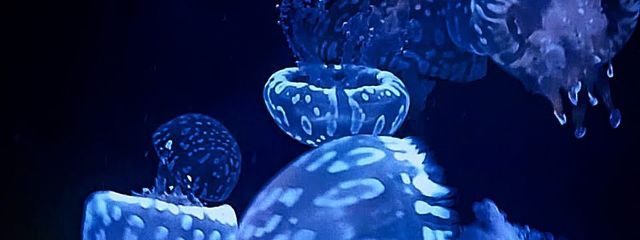 👻 𝑷𝒊𝒂𝒔𝒖 ☕️さんの壁紙画像