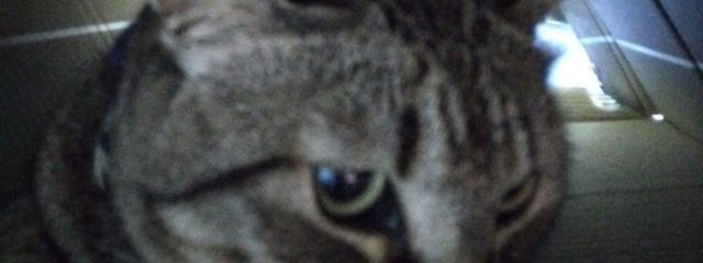 ゆかさんの壁紙画像