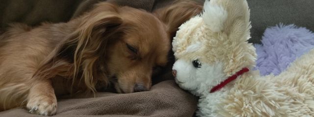 あおさんの壁紙画像