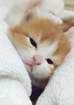 子猫