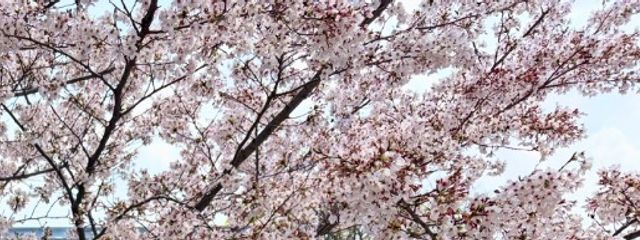 羊音さんの壁紙画像