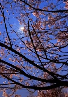 れいばーすでーこめちゃれ