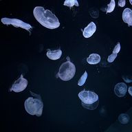 プレート🍀さんのアイコン画像