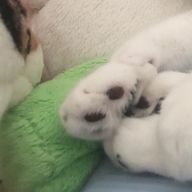 Rrさんのアイコン画像