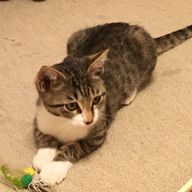 子猫さんのアイコン画像