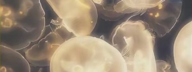 き な 🌙🐈‍⬛❇️しづトモさんの壁紙画像