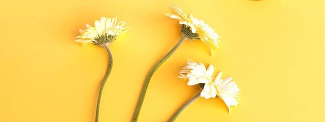 たろさんの壁紙画像