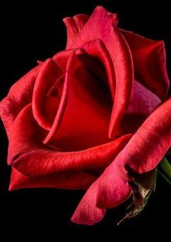 獣と薔薇  ～約束を果たすまで～